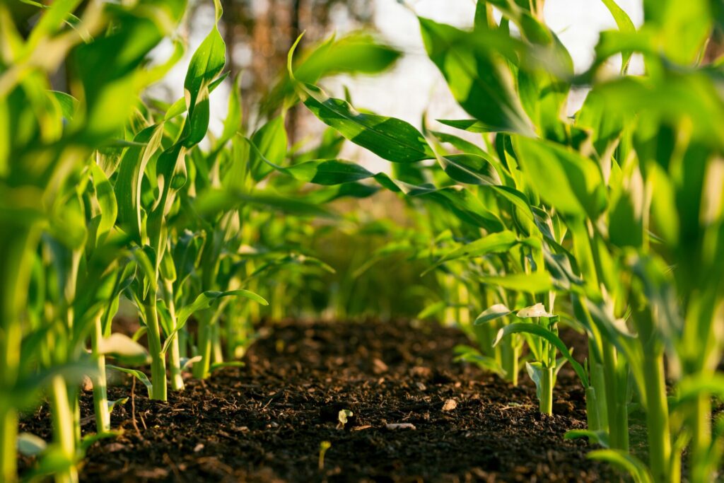Smart Agriculture with Biral Sensors